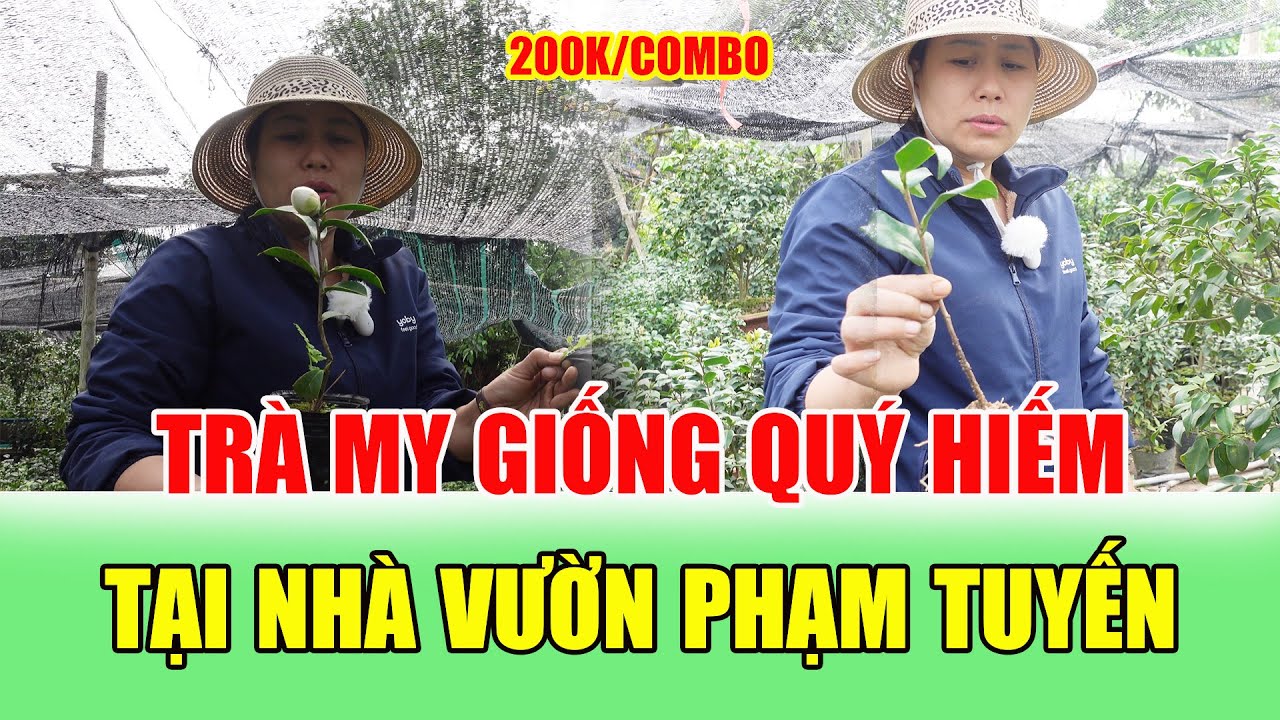 Trà My Giống Thuần Việt Giá Bất Ngờ - Nhà Vườn Phạm Tuyến