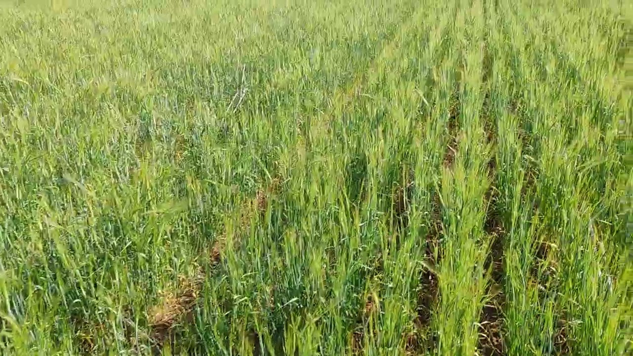 Яровой ячмень Прерия после евролайтинга No till