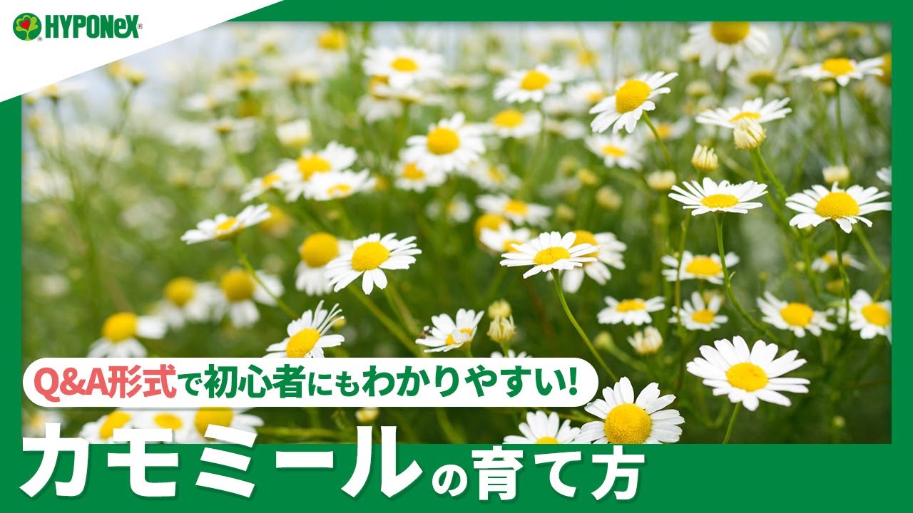 ☘182：カモミールの育て方｜カモミールの育て方｜収穫方法や上手に育てるコツは？水やりや肥料などの管理方法もご紹介