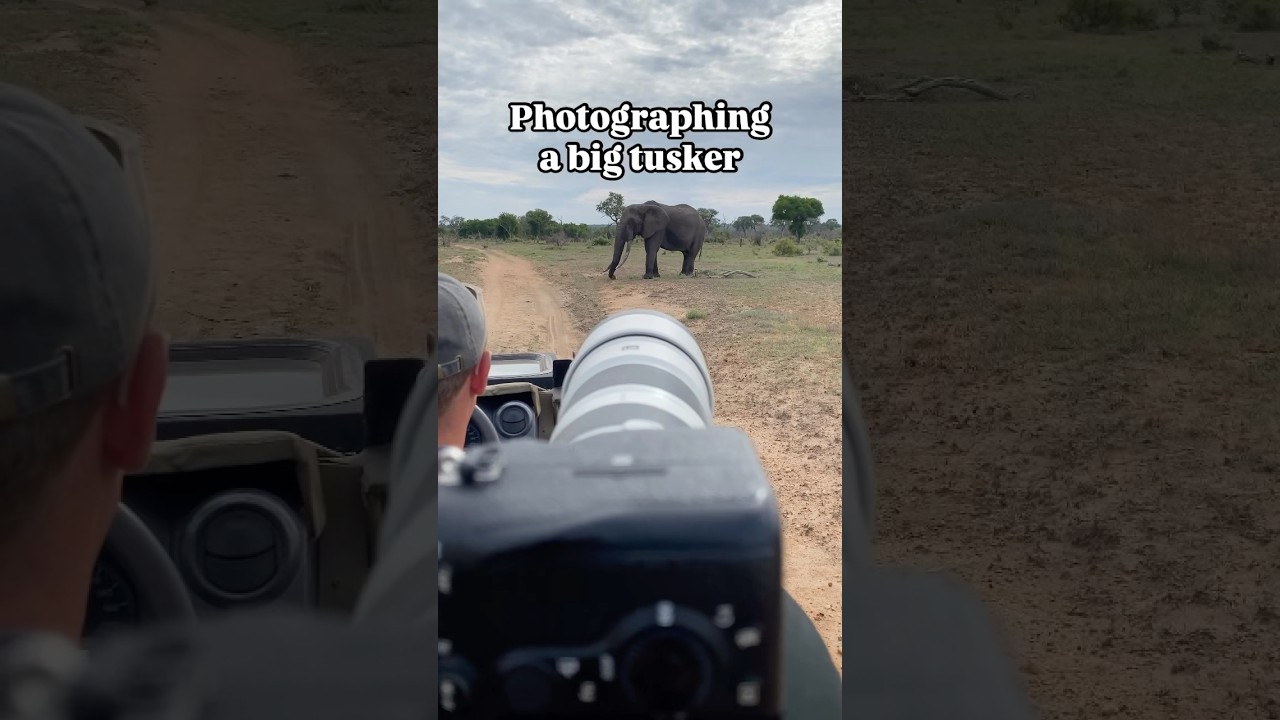 Got to photograph one of the last big tuskers of the Greater Kruger. #wildlife #elephant #tusker