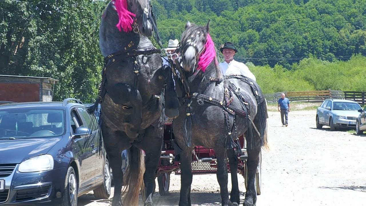 Armăsarii lui Florin și Vasile Cenușă de la Gura Putnei-Bucovina 2024