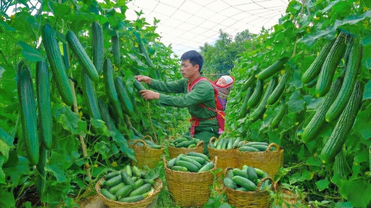 Harvesting Cucumbers and Taking Them to the Market to Sell - Taking Care of My Small Family
