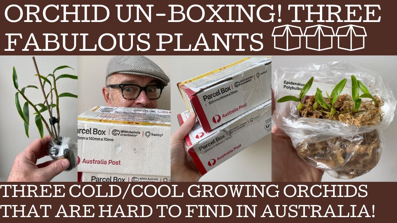 My first orchid unboxing video! And only because they are unusual cool/cold growing orchids!