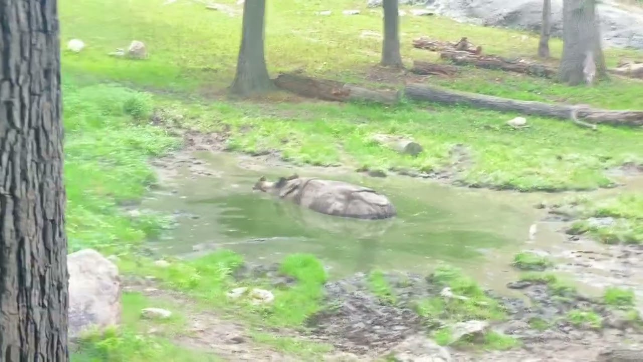 Visitando el zool&oacute;gico del Bronx New York
