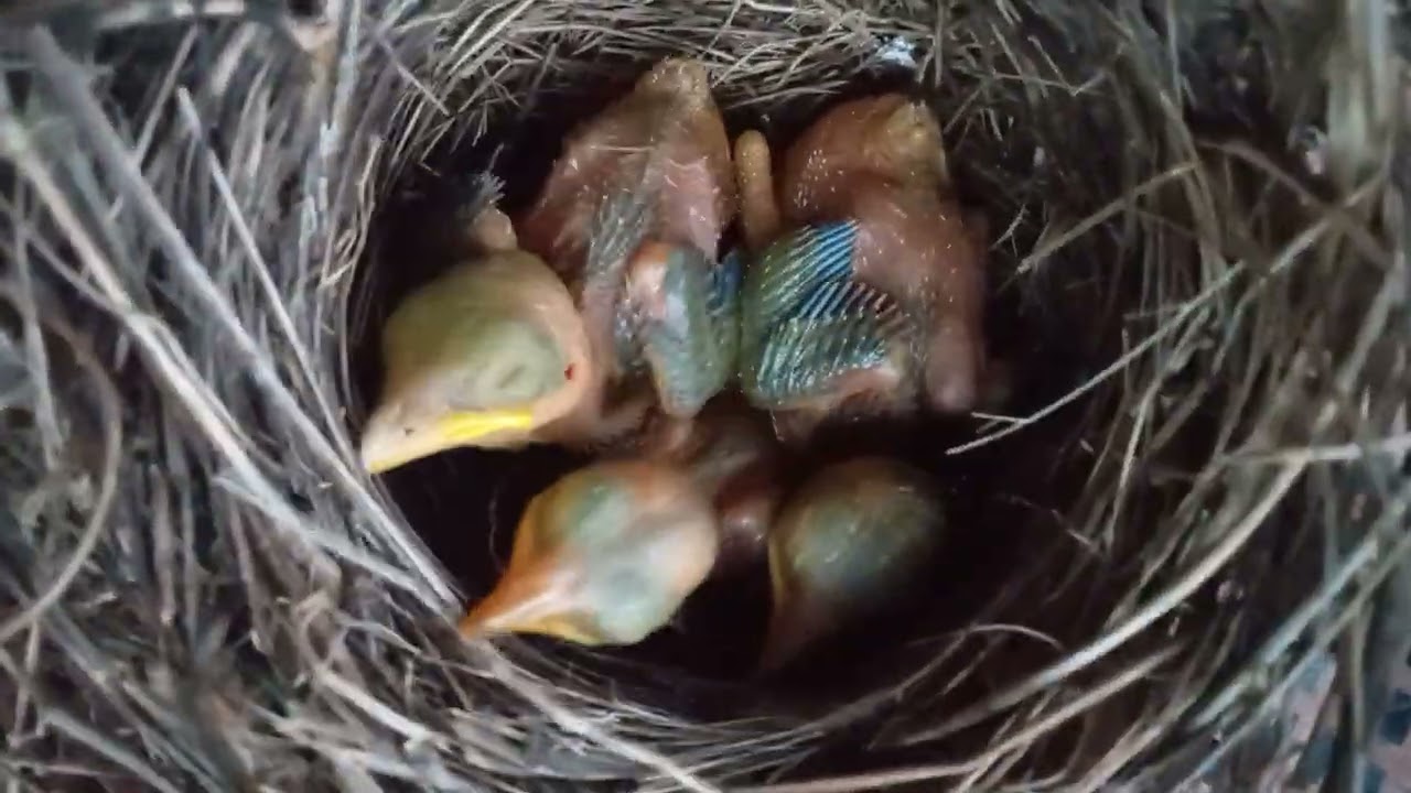 loloh sampai kenyang sebelum tidur#kicaumania