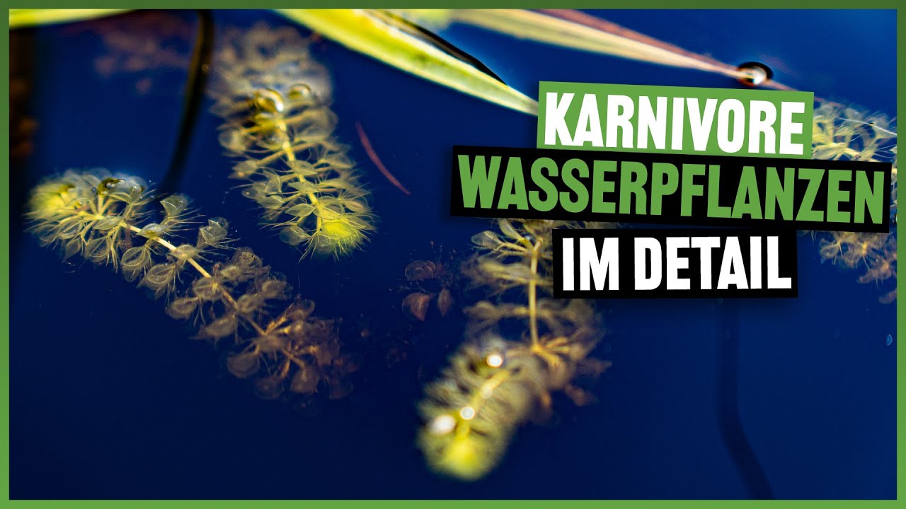 #270 Aldrovanda & Utricularia im Wassergarten
