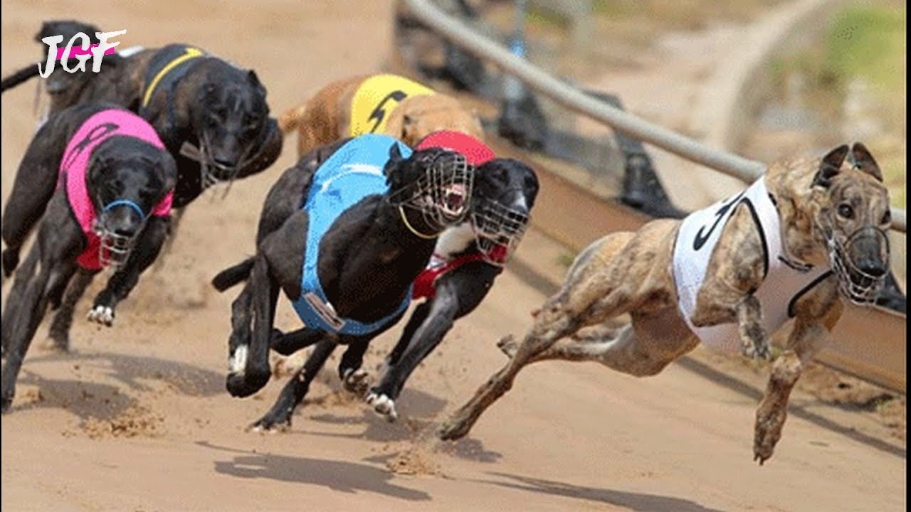 Irish greyhound racing - Track race