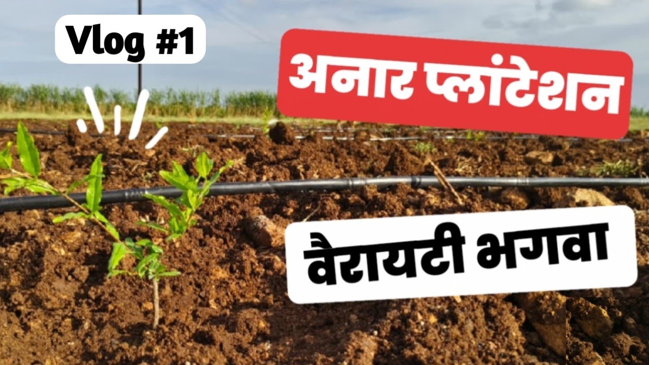 अनार का प्लांटेशन | Pomegranate Plantation | डाळिंब लागवड |#farming #agriculture #farmingandvlogs 