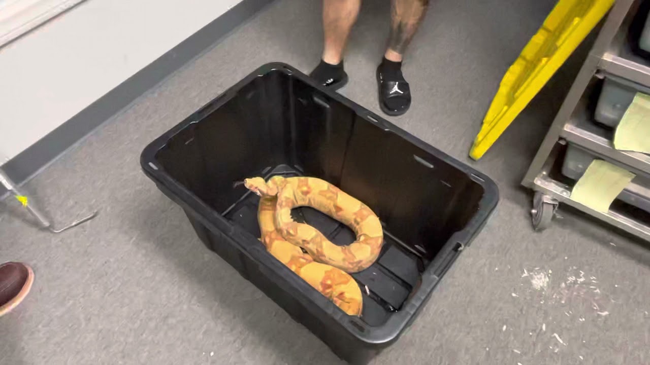 VPI Sunglow boa constrictor gets her tub cleaned