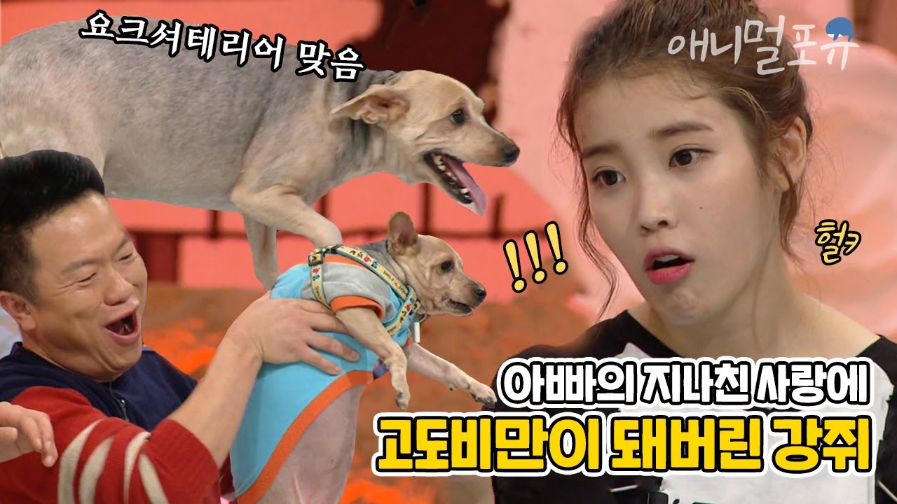 과해도 너무 과한 강아지 사랑?! 우리 아빠 좀 말려주세요....ㅜ | KBS 대국민 토크쇼 안녕하세요 131014 방송
