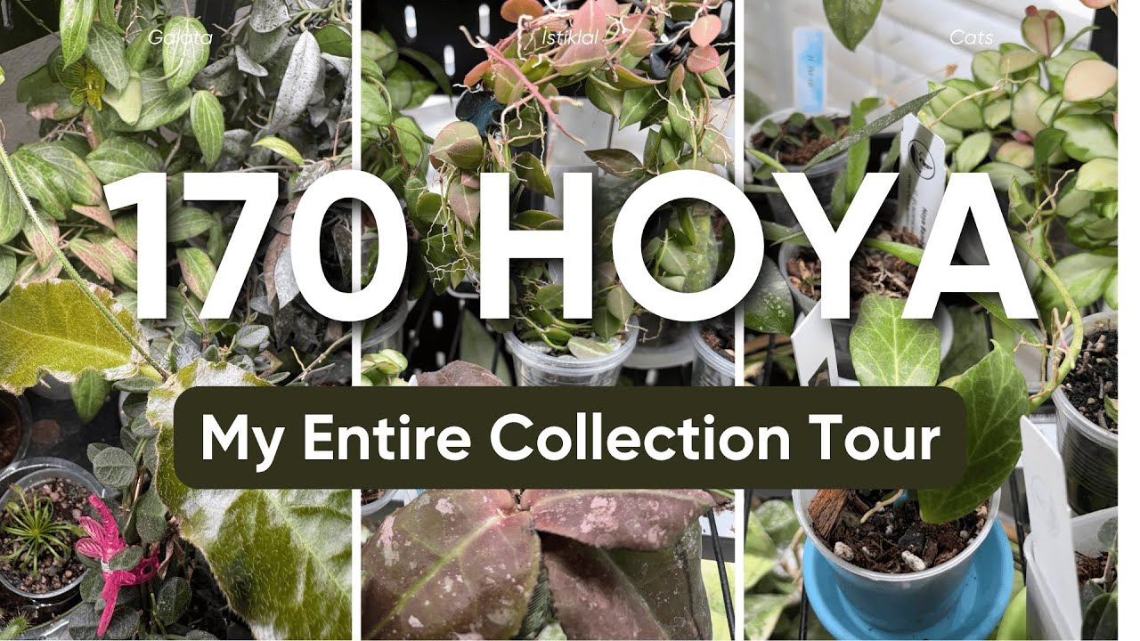 All 170 Hoya in My Collection! 100 Minutes of My 2025 Hoya Collection Tour - Jurassic, Silver + More