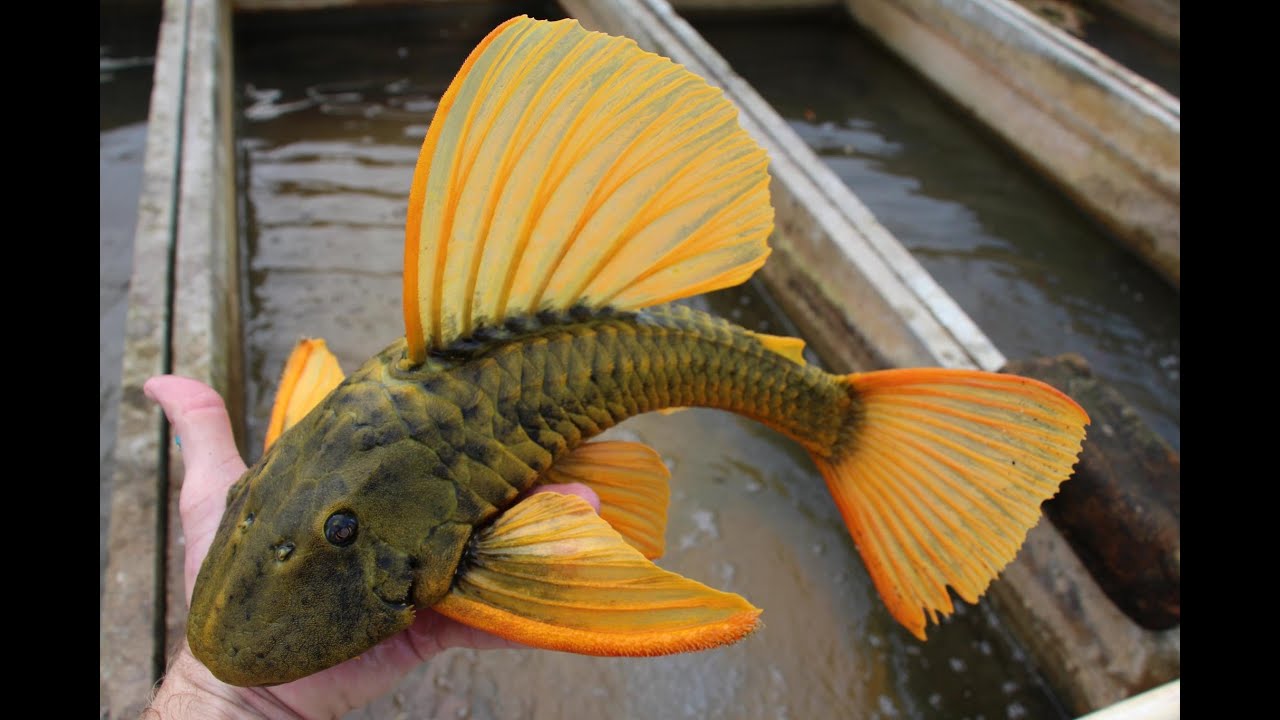 Argentina fish shipment of wild plecos,tetras,cichlids