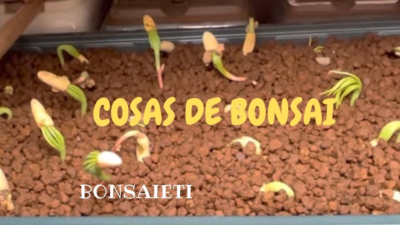 🅱️  Cosas de Bonsai -1(Curiosidades y seguimientos)