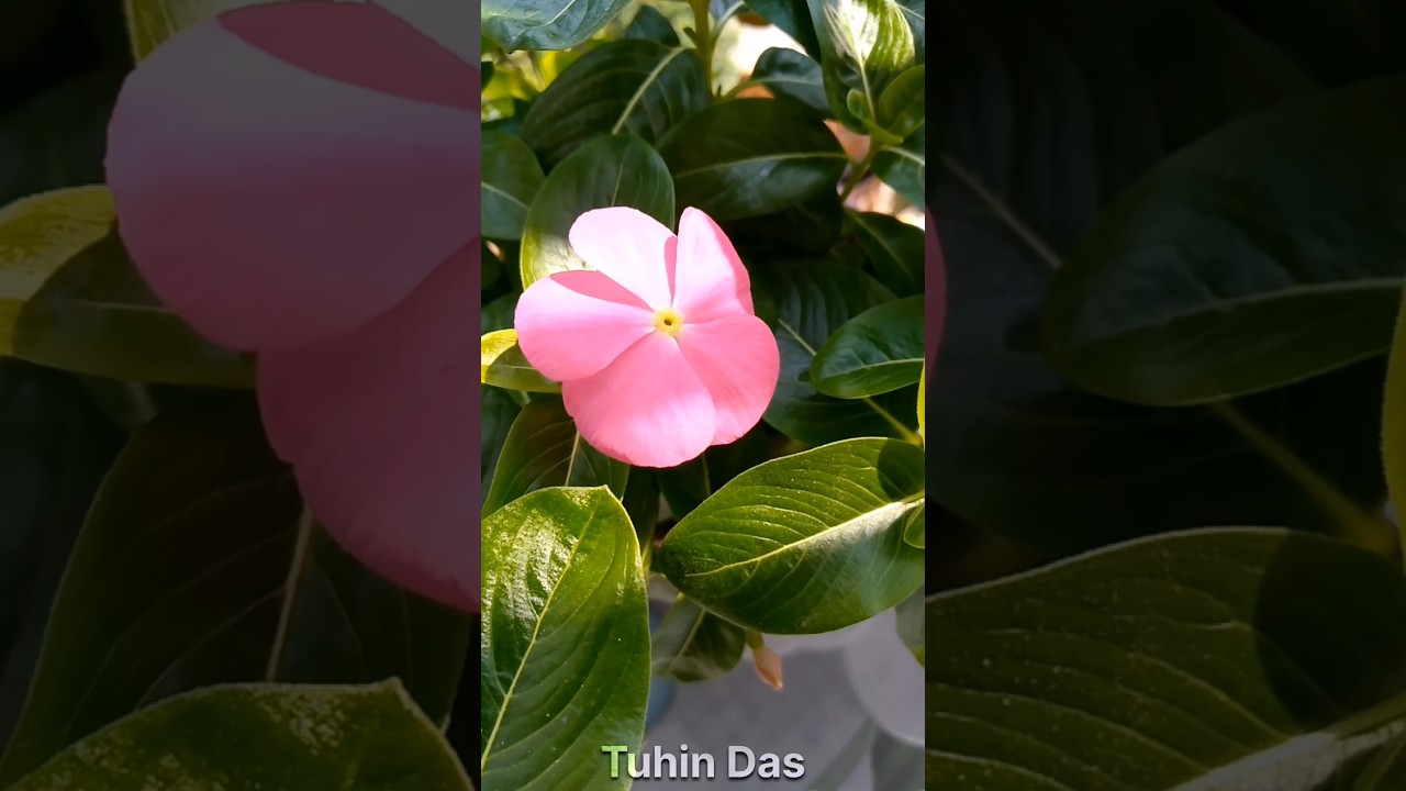 Rare Vinca Variety - 4 (Milky Pink)  