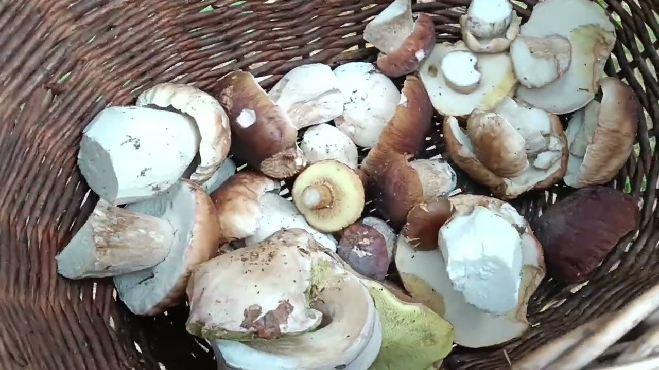 Prawdziwki pięknie rosną !!!