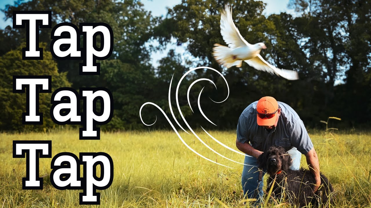 Tune Up Drill - Tap Tap Tap