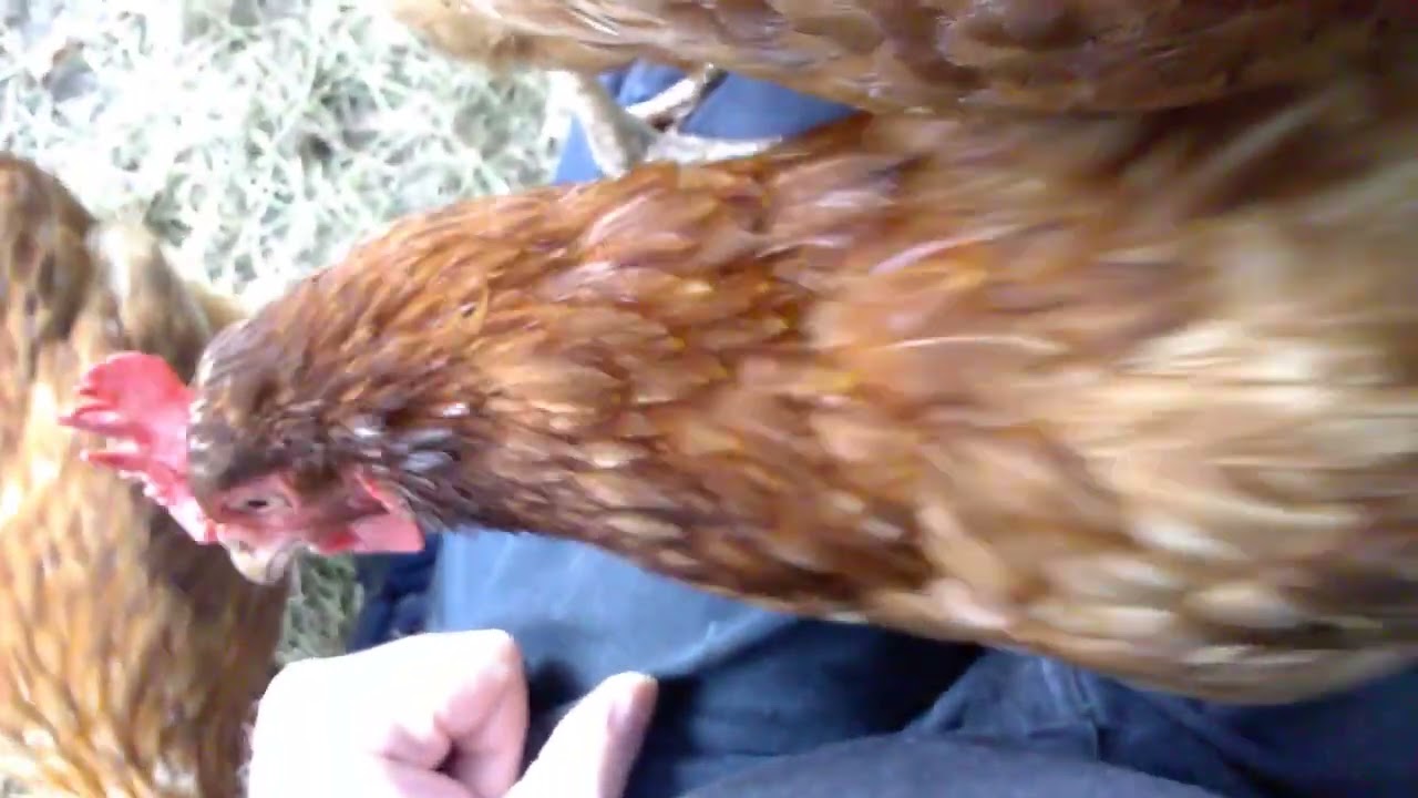 BHWT Hens Saved From The Slaughterhouse - What To Expect