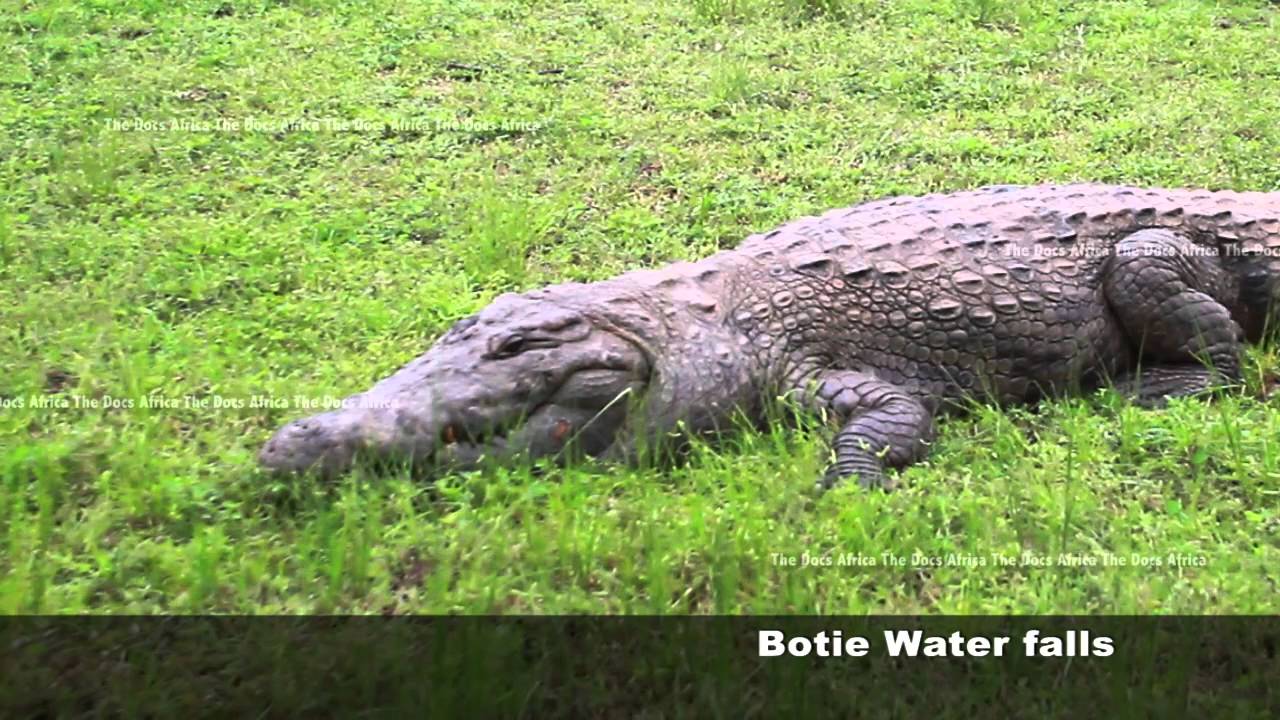 Short documentary film, Paga crocodile pond  - Ghana