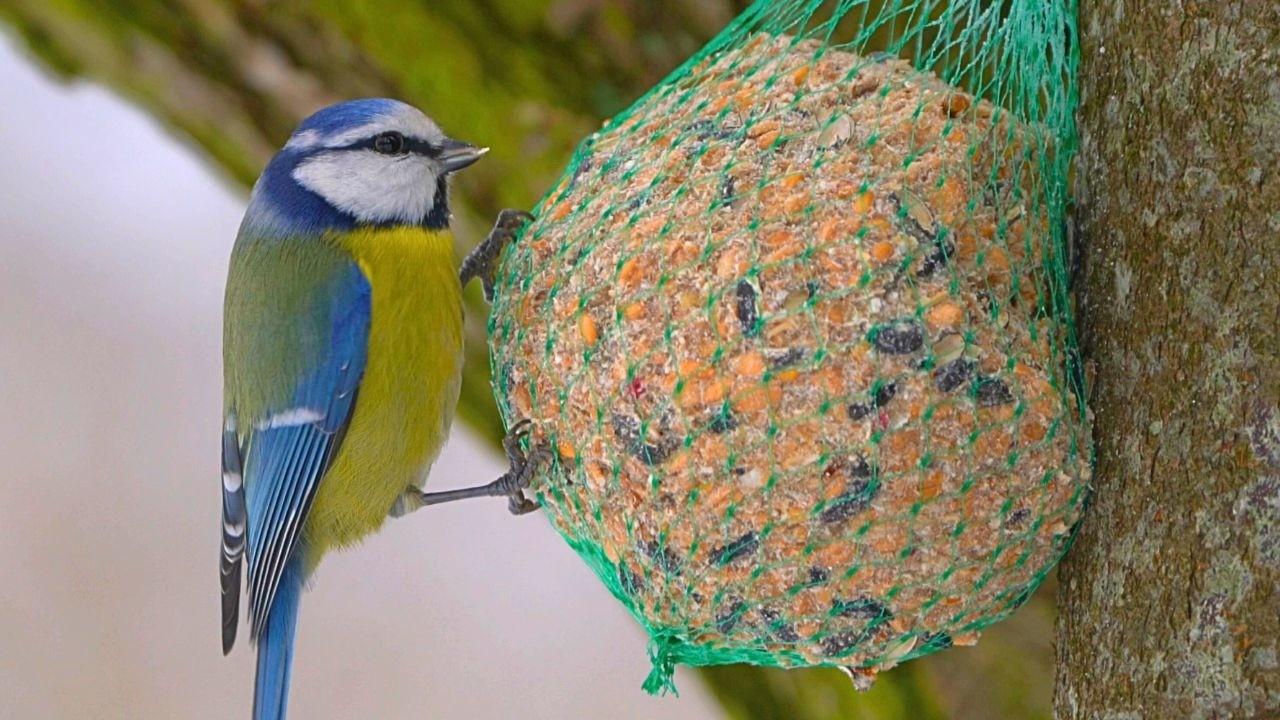 Blue Tit Munching on a Large Ball of Food [4K]