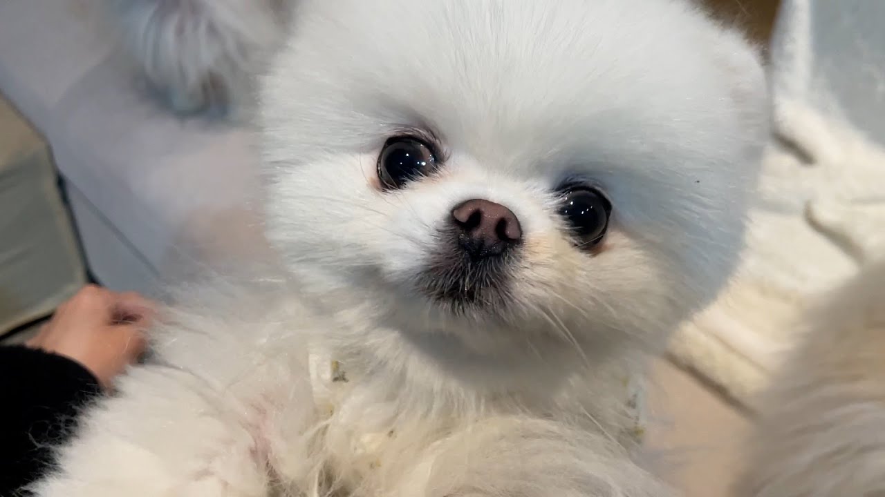 감기 조심하세요! 강아지 켄넬코프(전염성 기관지염) 증상