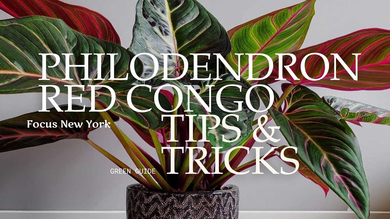 Philodendron Red Congo Tips and Tricks by Focus New York