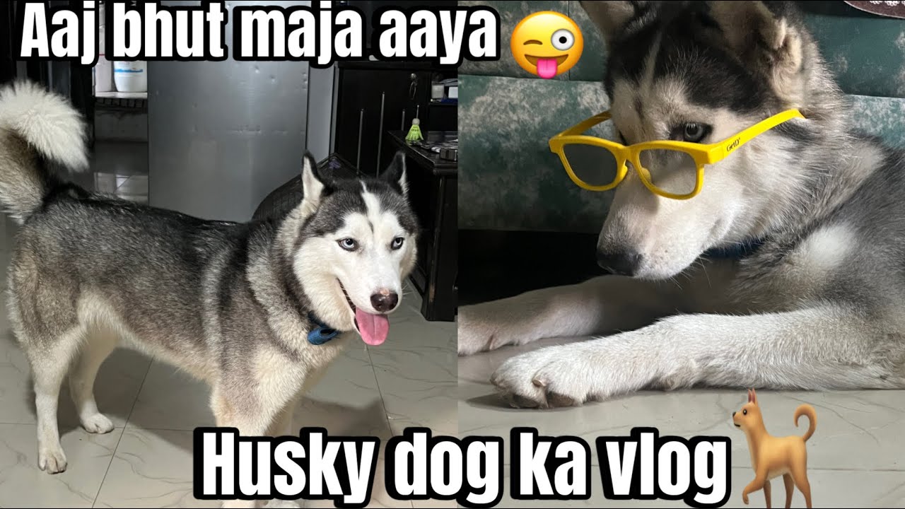 😜Husky dog ke sart bhut maja aaya hi😜
