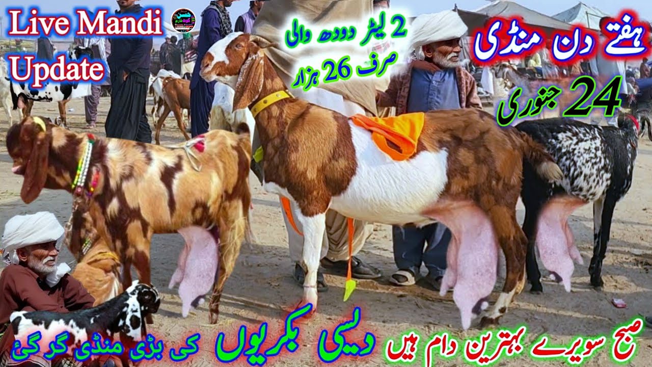 24 January 2026 desi sahiwal dudh wali bakriyan mandi pakistan ہفتے کے دن دودھ والی بکریوں کی منڈی 