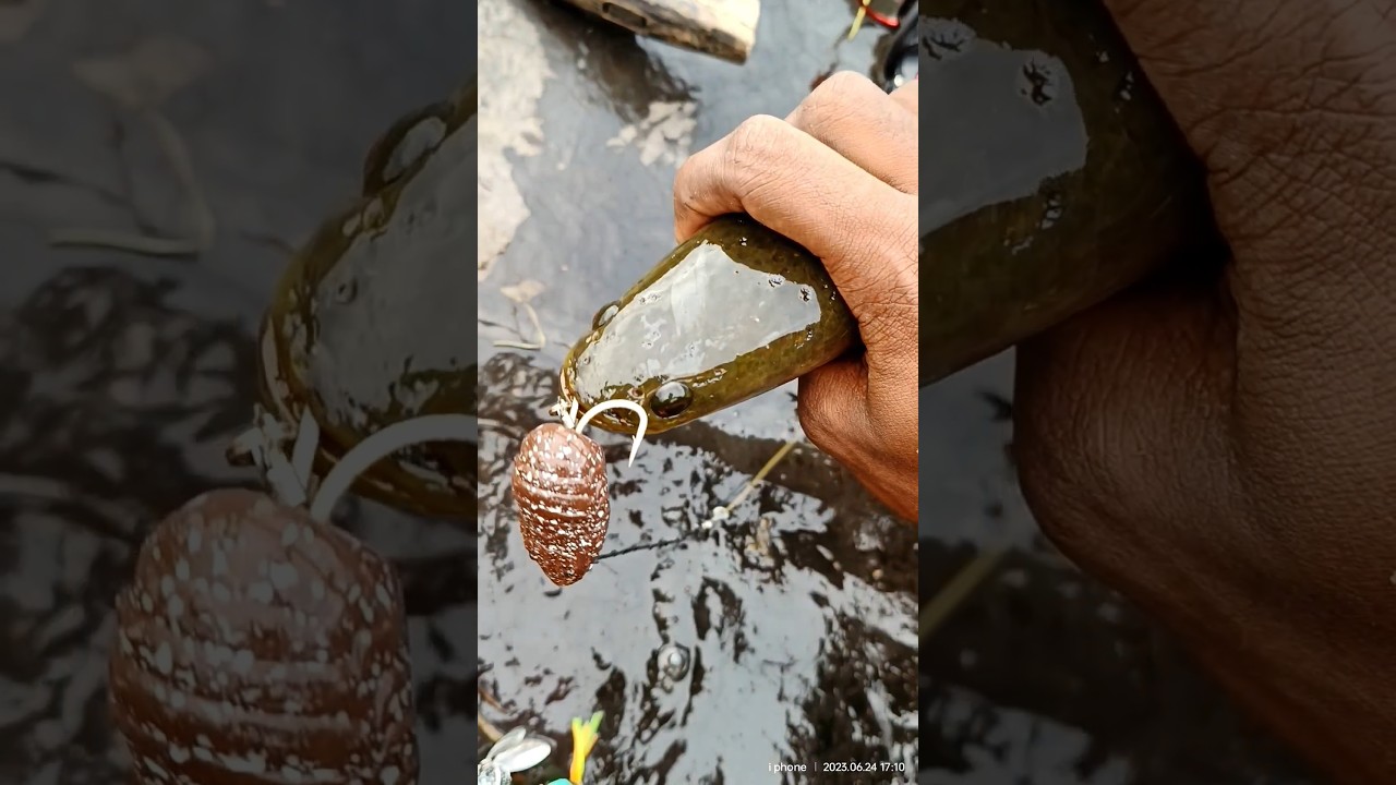 SNAKEHEAD😱🎣#fishing #varal #fish #fishingvideo #casting #snakehead #viral #shorts #1k #views #like