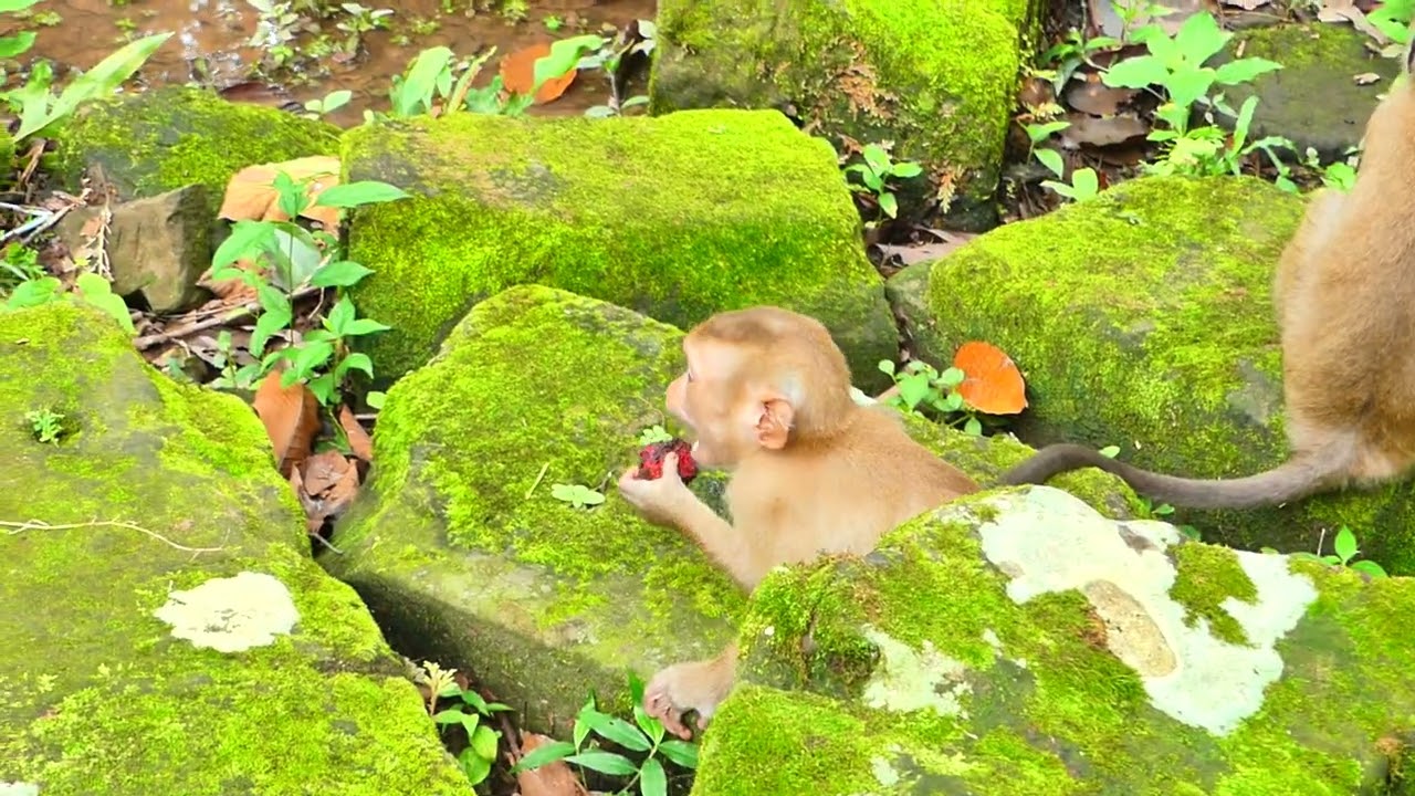 save Baby Primate Macaque | Baby Monkea