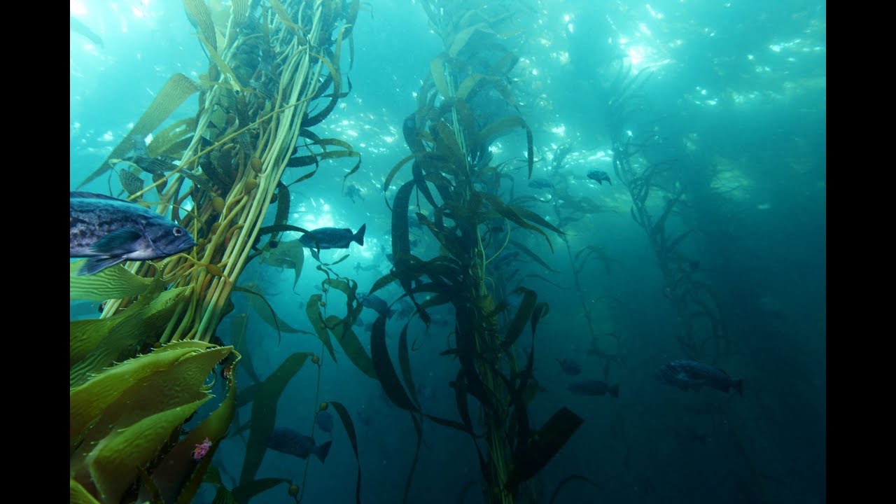 Monterey Bay National Marine Sanctuary's 25th Anniversary