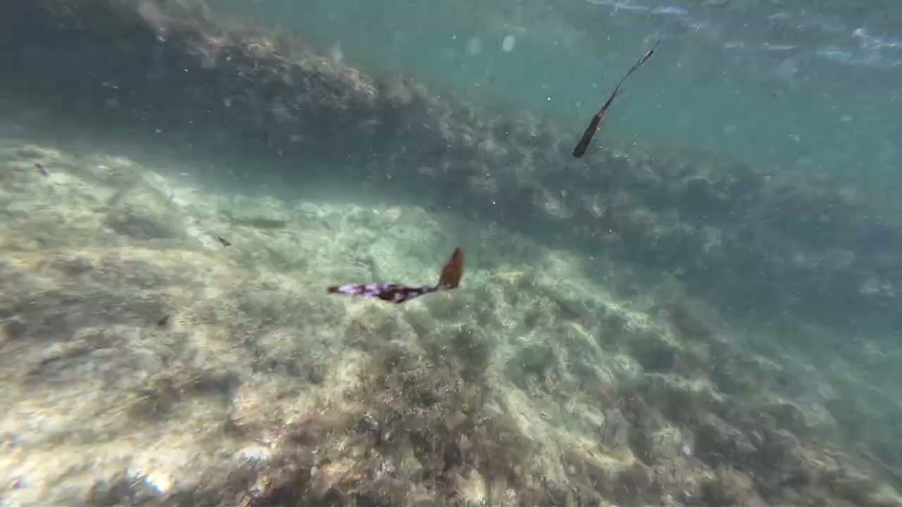 Feeding Frenzy at Yanchep Reef! 🐟 Taylor Hunting + Snapper Pair!