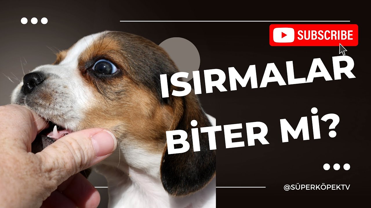 KÖPEĞİM NEDEN ISIRIYOR? ISIRMASINI NASIL ENGELLERİM? Yavru Köpeğin Isırarak Oynaması Ne zaman biter?