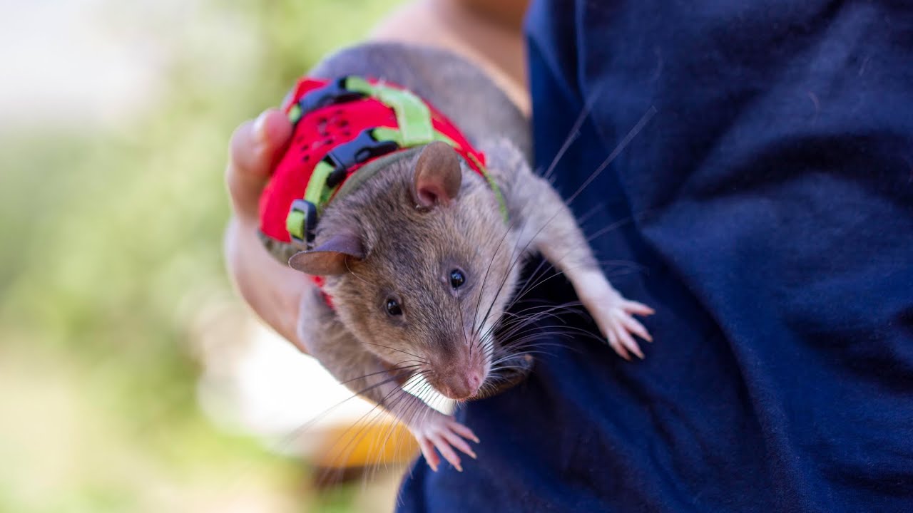Training HeroRATs for Search & Rescue