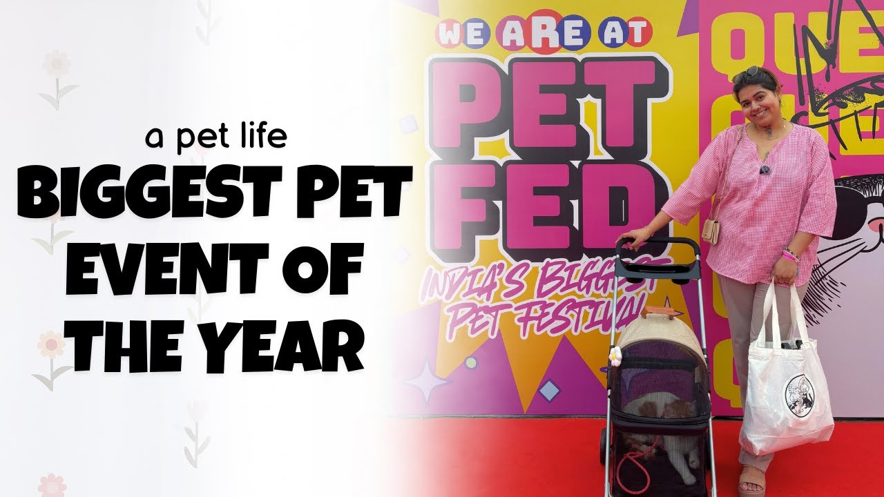 Pet Fed India with My Cat | Billi wala Ghar Vlog 6