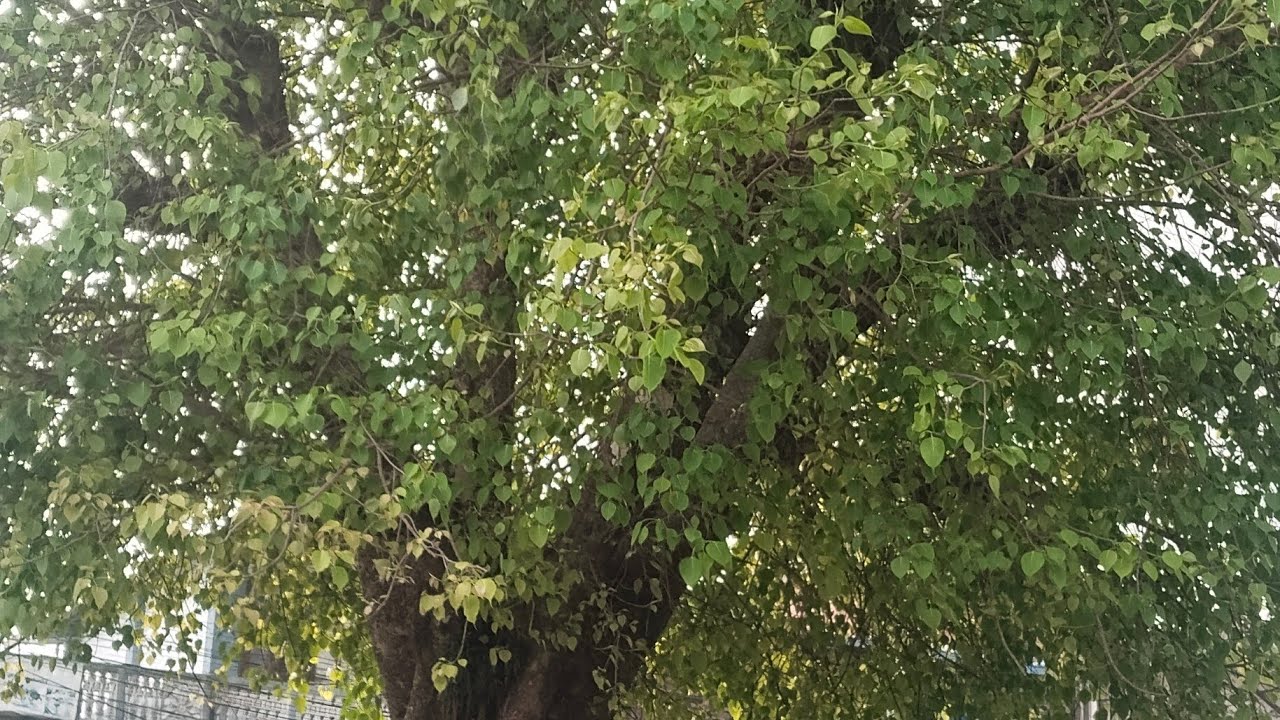 उपस्थित भए है साथीभाईमाझ 🙏🙏🙏आउनुहोला कुराकानी गरौ ल