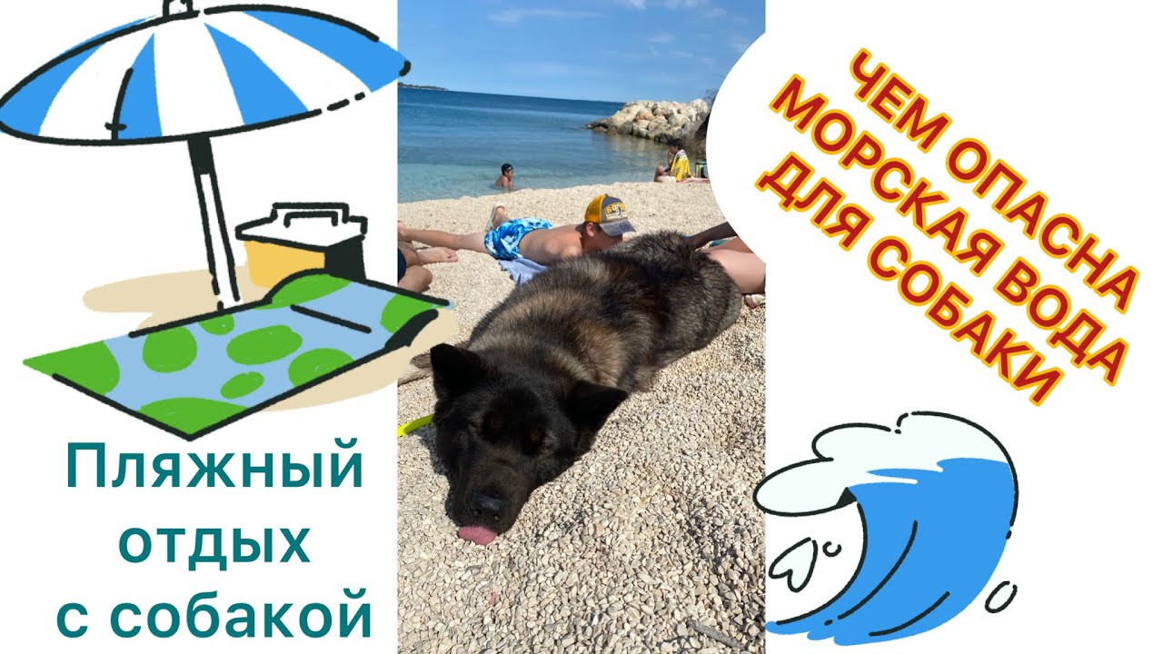 С собакой на море 🌊 Опасно пить морскую воду!!!Внимание! Отравление морской водой.