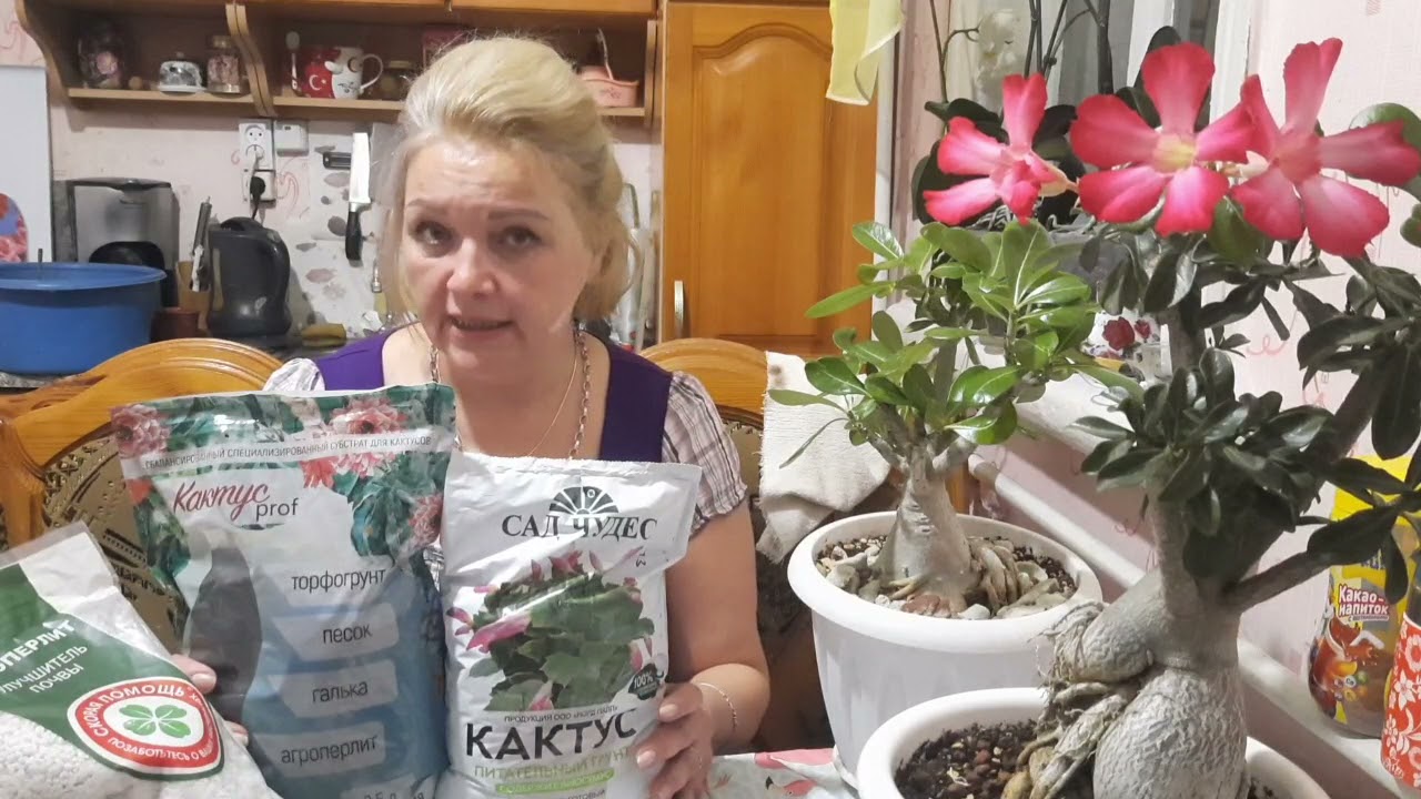 АДЕНИУМ!!! УХОД, ПЕРЕСАДКА САЖЕНЦЕВ, ГРУНТ, И МНОГО ЧЕГО ИНТЕРЕСНОГО😃