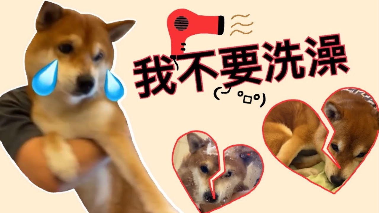 【柴犬呆萌】絕對不洗澡的一天🧼🛀