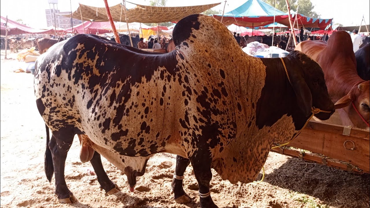Lahore Bakra Mandi Latest Update | Shahpur Kanjra Mandi | Qurbani 2025 ka Maal