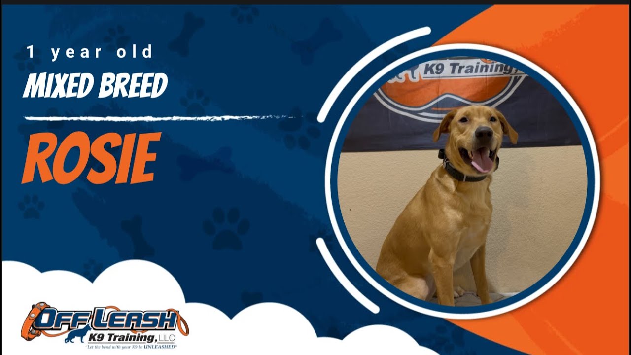 Mixed Breed 🐾Loose leash Training | Best Dog Trainer | Reno, NV🐾