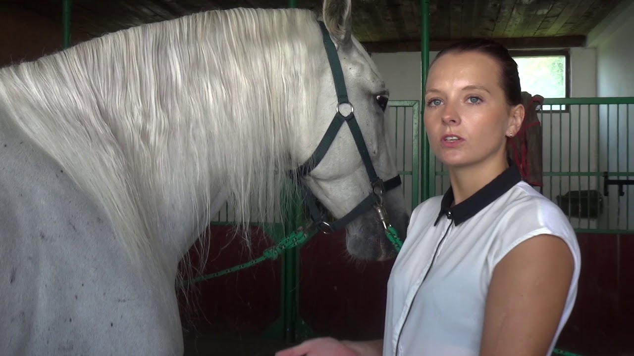 Zarażeni końmi - La Pattat Dutka & Franczak Horse Show