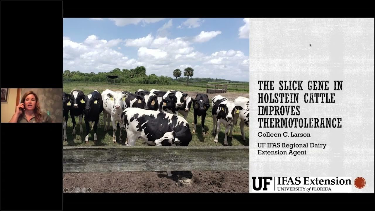 The SLICK Gene in Holstein Cattle Improves Thermotolerance  - Colleen Larson