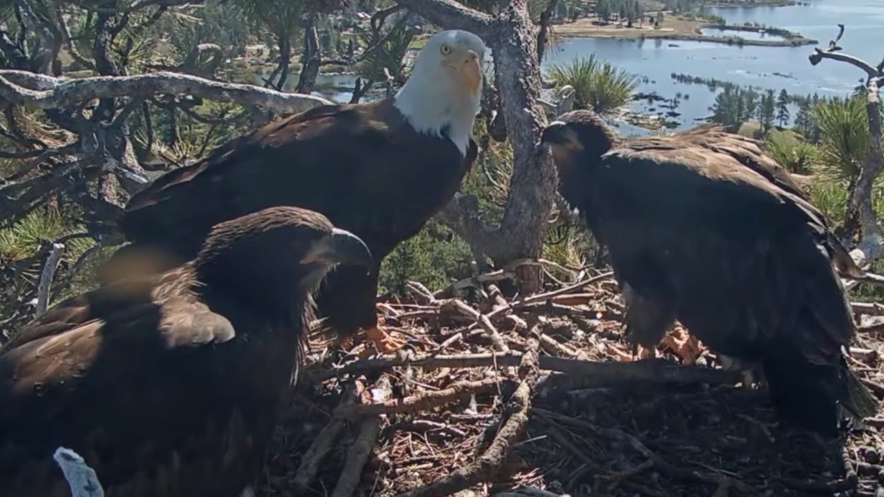 Dad Shadow brings fish 🐟 and both checks ready for breakfast | Big Bear Bald Eagle | May 15, 2025