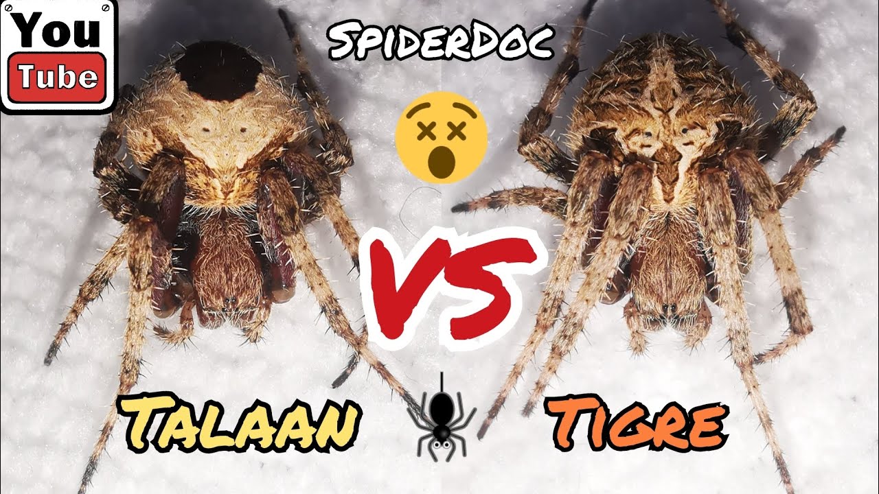 GENSAN JUMBO Gaming: TALAAN vs TIGRE. Butas Butas na Matapang Pa rin. Spider Fight.