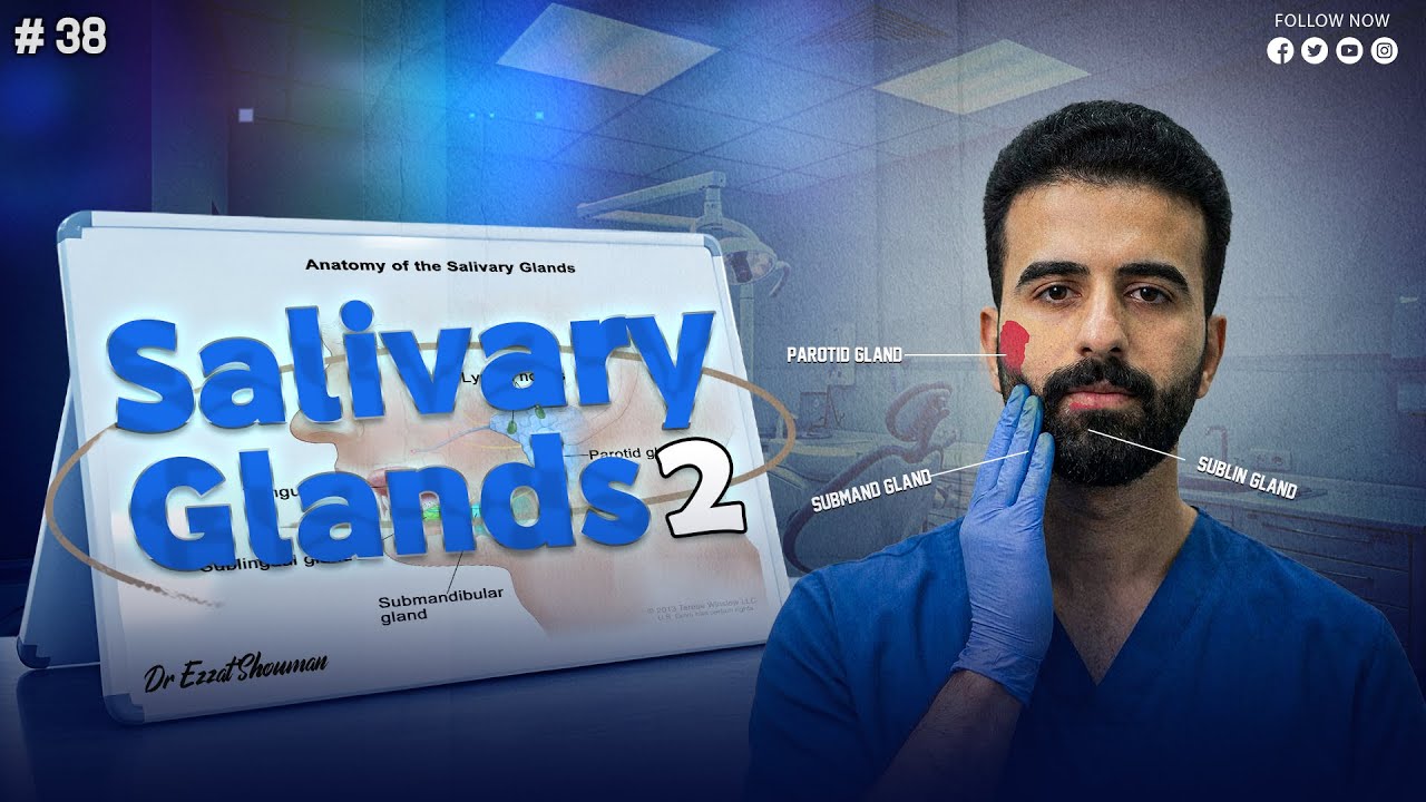 salivary glands 2 _ oral histology || عزت شومان