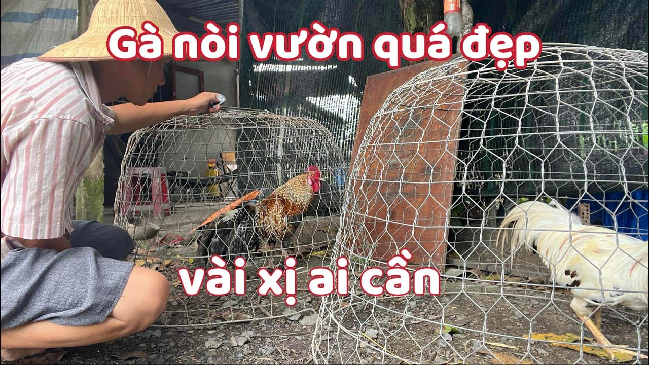 Vẫn Như thường Lệ Cứ Vài Ba Ngày Là Phải Lên Gà Cho Mấy Ông Xem