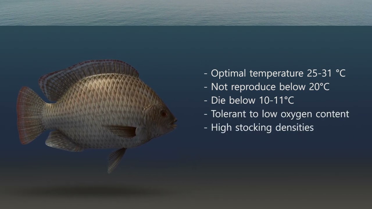 Tilapia - Biology