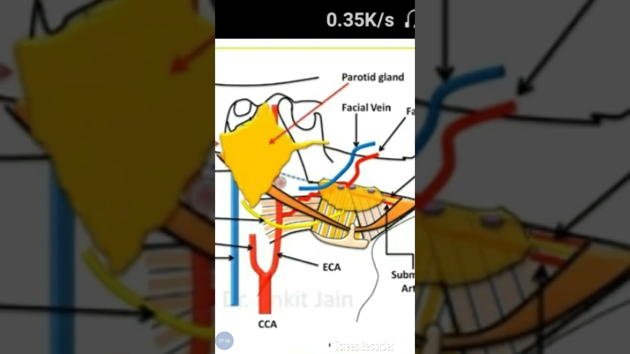 General Anatomy made easy SYNOPSIS | Part-2 #mdspreparation DENTAL SCHOOL 🏫
