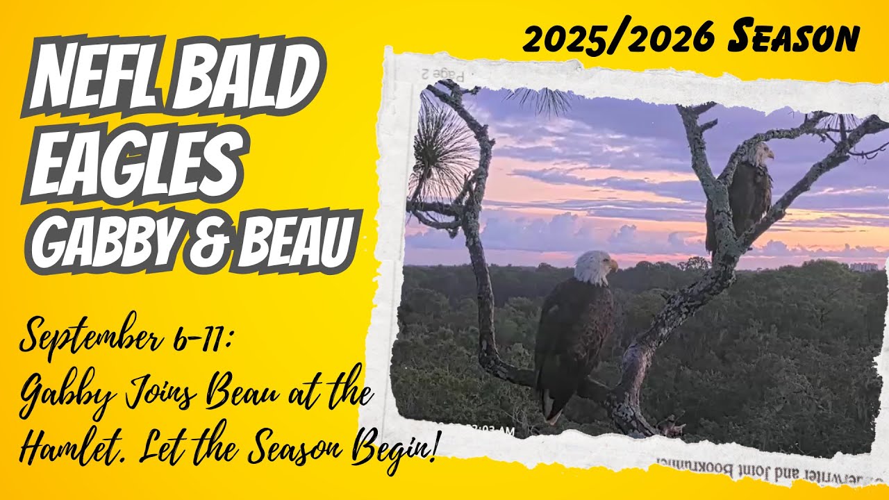 Gabby Joins Beau at the Hamlet. Let the Season Begin! - NEFL Nest of Gabby & Beau (9/6-9/11)