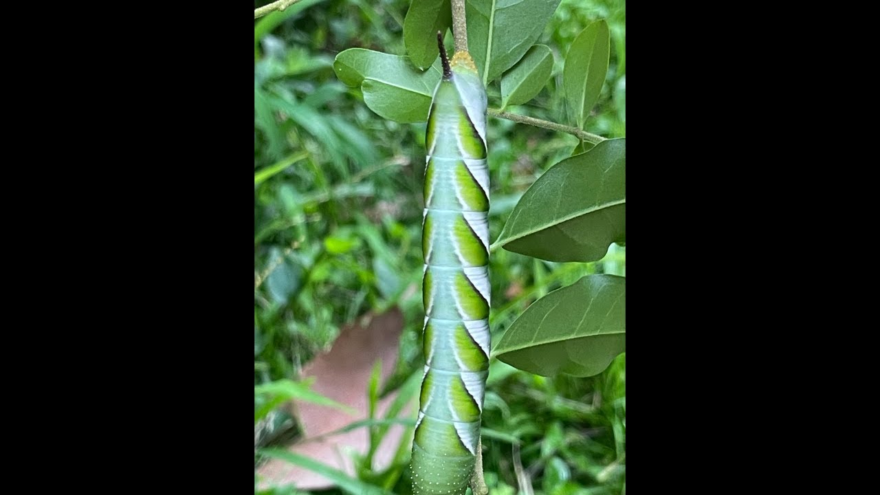 Up close with an Australian Privet Hawkmoth Caterpillar